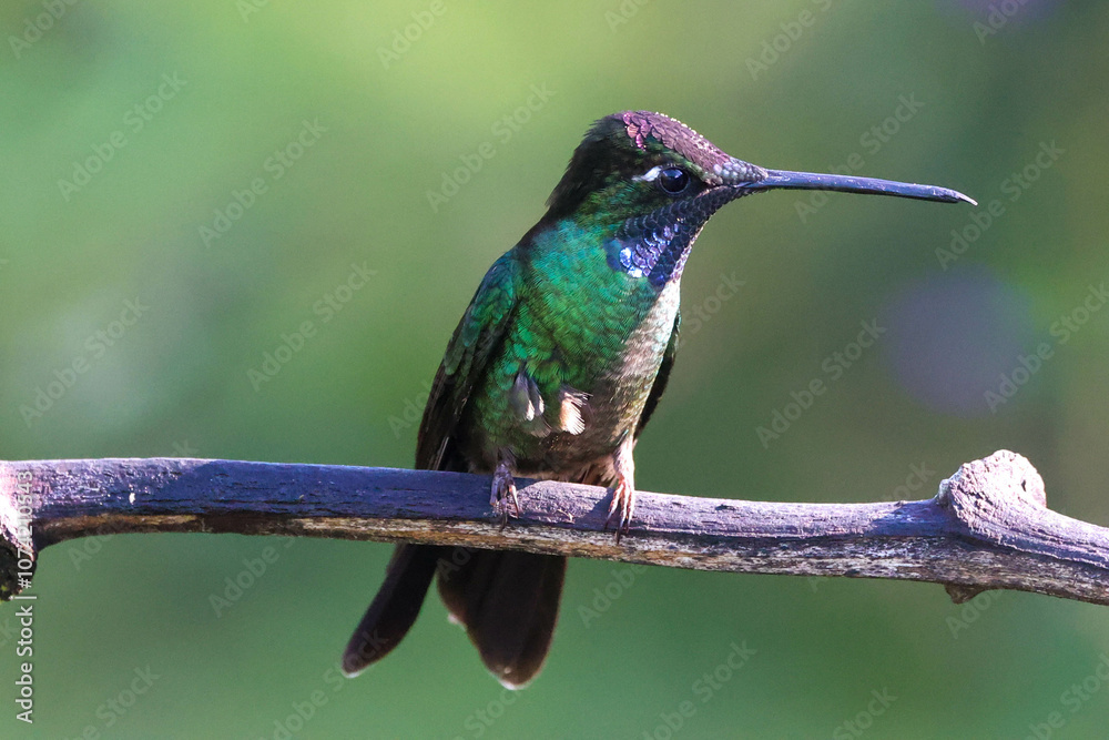 Fototapeta premium Discover the Enchanting Talamanca Hummingbird: Nature's Jewel in Flight