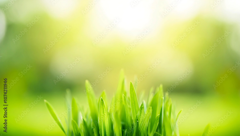 Obraz premium Close up of nature view green grass leaf on blurred greenery background under sunlight with bokeh and copy space using as background natural plants landscape, ecology cover concept.