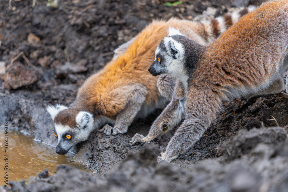 Fototapeta premium Group of ring-tailed lemurs drinking and grooming at muddy waterhole. Female lemurs with babies showcase their distinctive striped tails against brown fur coats. Isalo National Park, Madagascar.