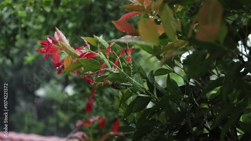 Leaves in a pouring rain