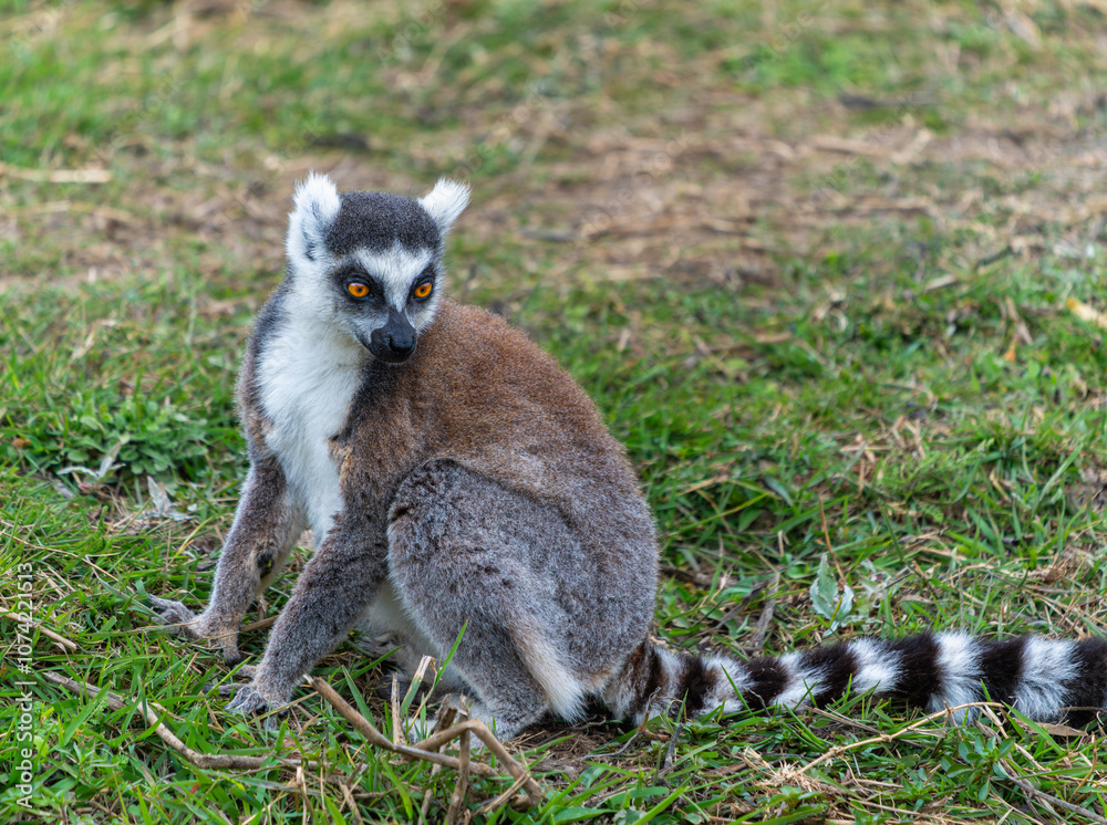 Fototapeta premium A ring-tailed lemur sitting on the grass with its distinctive black and white striped tail. Isalo National Park, Madagascar.