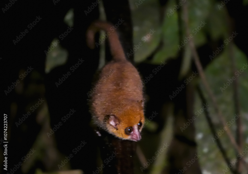 Fototapeta premium A small, brown mouse lemur clings to a branch in the lush rainforest of Ranomafana National Park, Madagascar. Its large, round eyes and delicate features give it an endearing appearance.