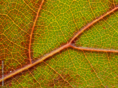 Oak Veins photo