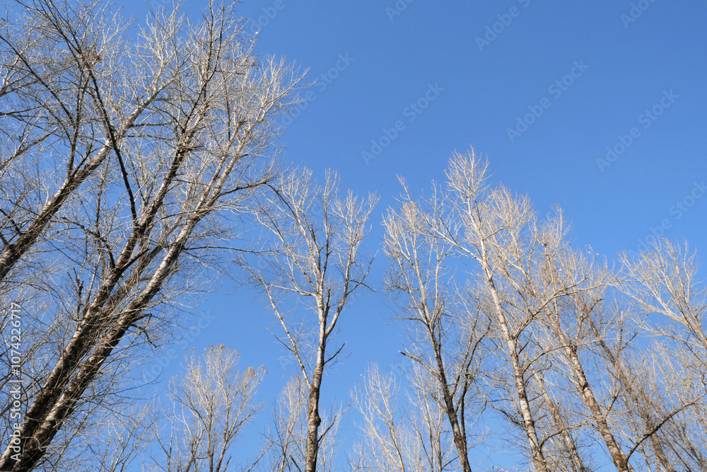 Birch trees at Island 22 Regional Park along Fraser River during a fall season in Chilliwack, British Columbia, Canada Birch trees at Island 22 Regional Park along Fraser River during a fall season in Chilliwack, British Columbia, Canada