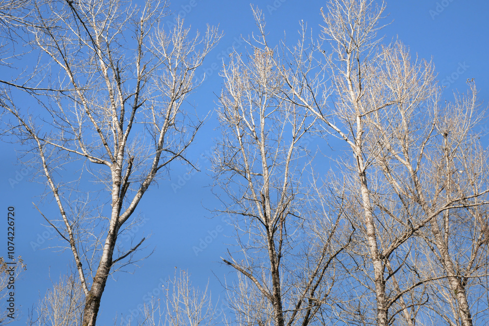 Birch trees at Island 22 Regional Park along Fraser River during a fall season in Chilliwack, British Columbia, Canada Birch trees at Island 22 Regional Park along Fraser River during a fall season in Chilliwack, British Columbia, Canada