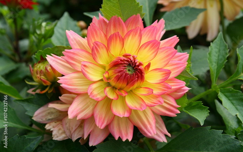 close up of a flower in a north american country with yellow and pink petals