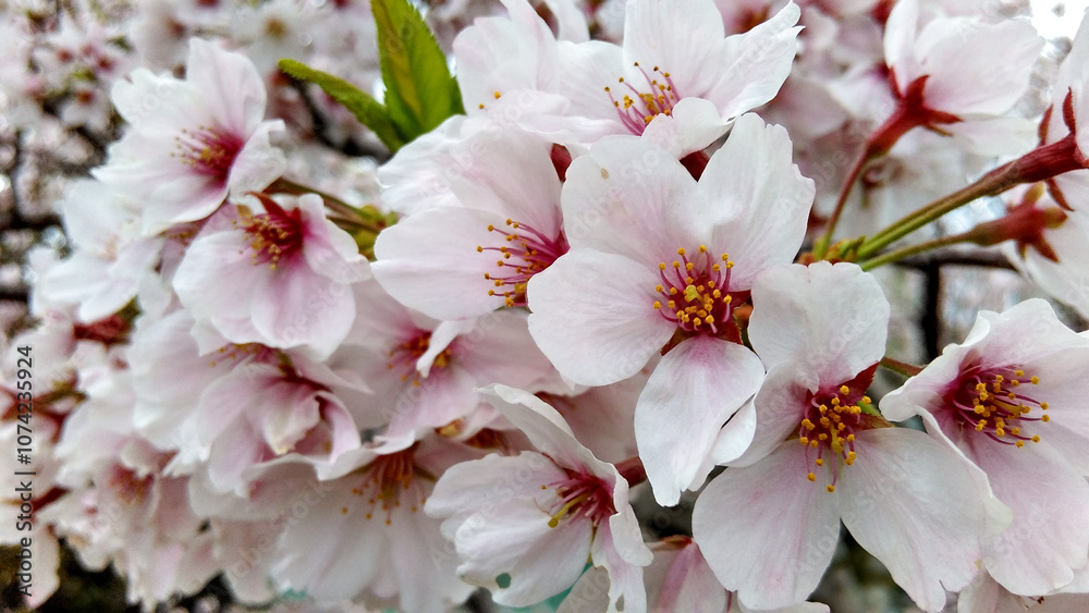 Cherry blossom, Sakura flowers of pink color on sunny backdrop. Beautiful nature spring background. Cherry blossom, Sakura flowers of pink color on sunny backdrop. Beautiful nature spring background.