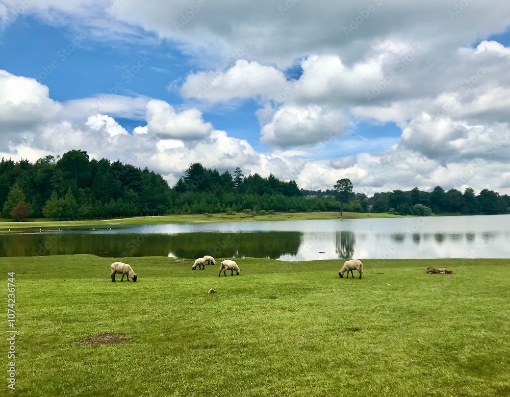 Pastoral scene with flock of sheep grazing beside a lake Pastoral scene with flock of sheep grazing beside a lake