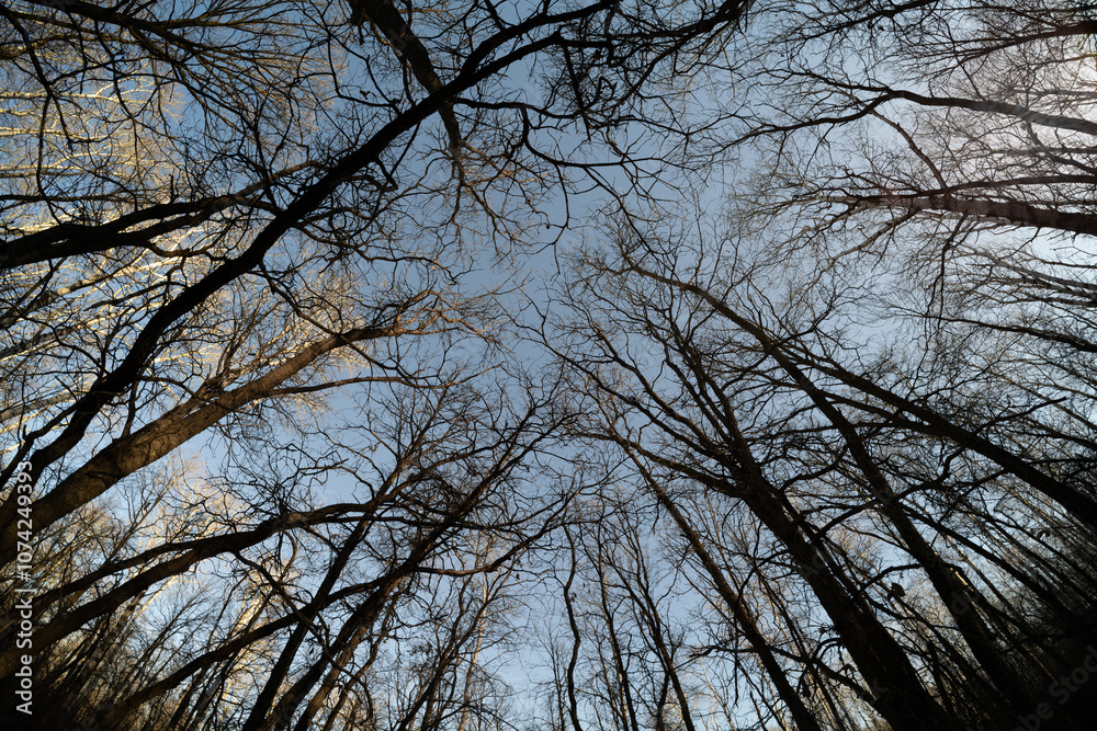 Looking up through a complicated tangle of oak tree branches as sun lights tops
Looking up through a complicated tangle of oak tree branches as sun lights tops