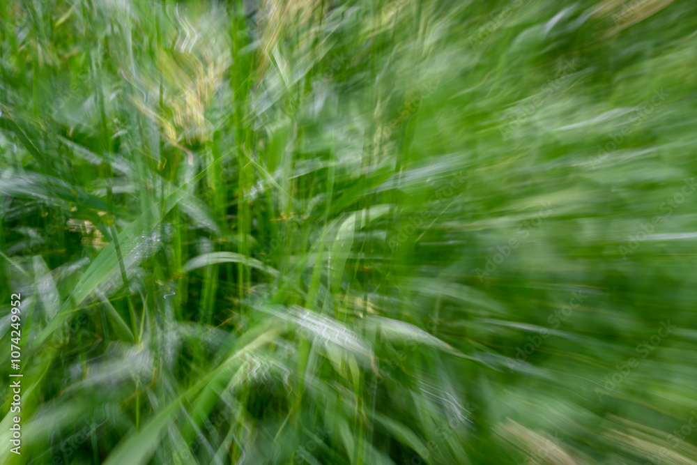 Dramatic intentional movement of bright green summer grass creating a background
Dramatic intentional movement of bright green summer grass creating a background