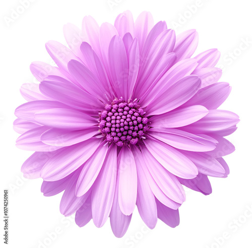 A single, delicate purple flower. The petals are soft and ruffled.