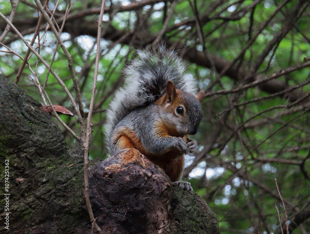 A squirrel holding a nut on a tree branch in a park A squirrel holding a nut on a tree branch in a park
