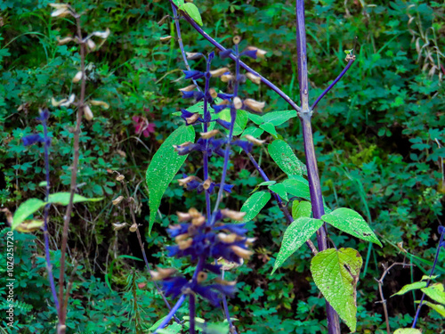 Wallpaper Mural Purple wildflowers blooming in dense greenery Torontodigital.ca