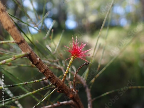 Black She-Oak Tree with Red Blooming Flower in Sunlit Forest photo