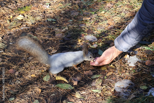 A cute gray squirrel in a city park takes a treat from a man's hand