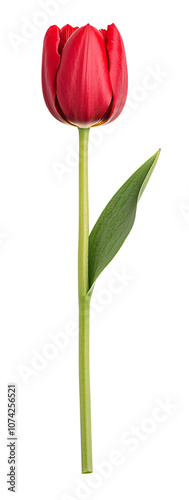 Single red tulip with green stem and leaf.