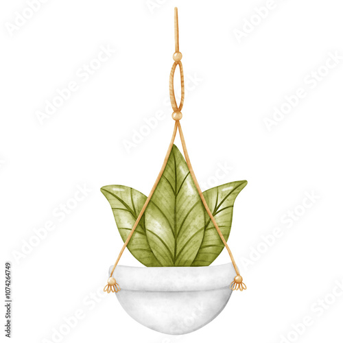 Plant, Hanging plant, hanging house plant pot. Home plant decoration. Garden