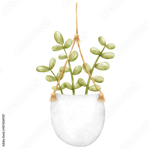 Plant, Hanging plant, hanging house plant pot. Home plant decoration. Garden