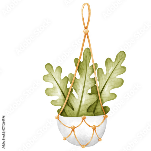 Plant, Hanging plant, hanging house plant pot. Home plant decoration. Garden