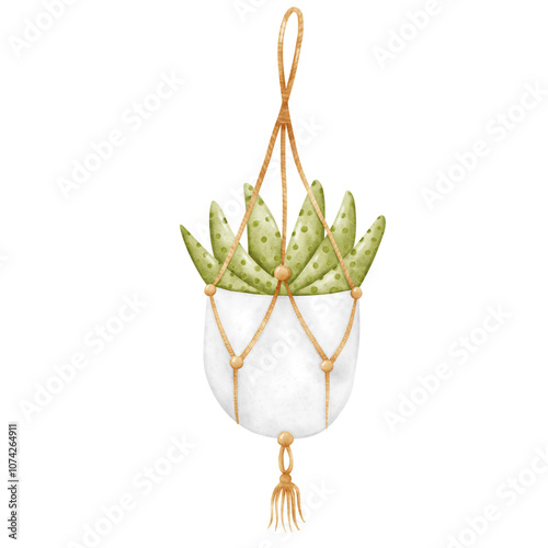 Plant, Hanging plant, hanging house plant pot. Home plant decoration. Garden