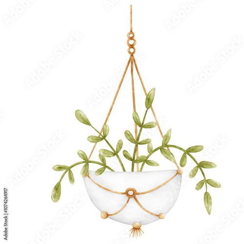 Plant, Hanging plant, hanging house plant pot. Home plant decoration. Garden