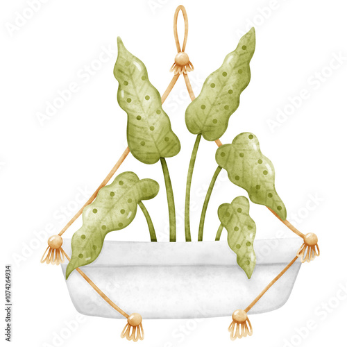 Plant, Hanging plant, hanging house plant pot. Home plant decoration. Garden