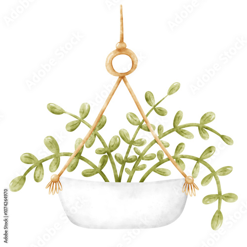 Plant, Hanging plant, hanging house plant pot. Home plant decoration. Garden