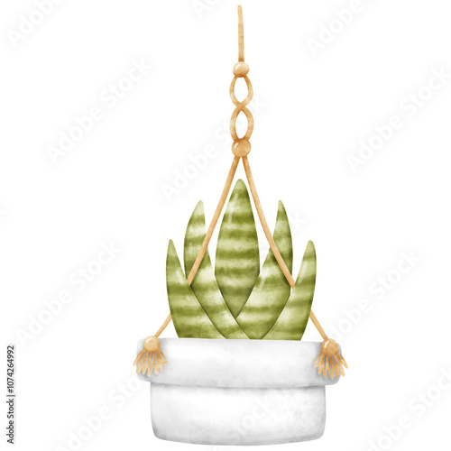 Plant, Hanging plant, hanging house plant pot. Home plant decoration. Garden