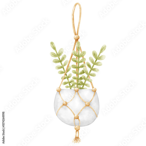 Plant, Hanging plant, hanging house plant pot. Home plant decoration. Garden