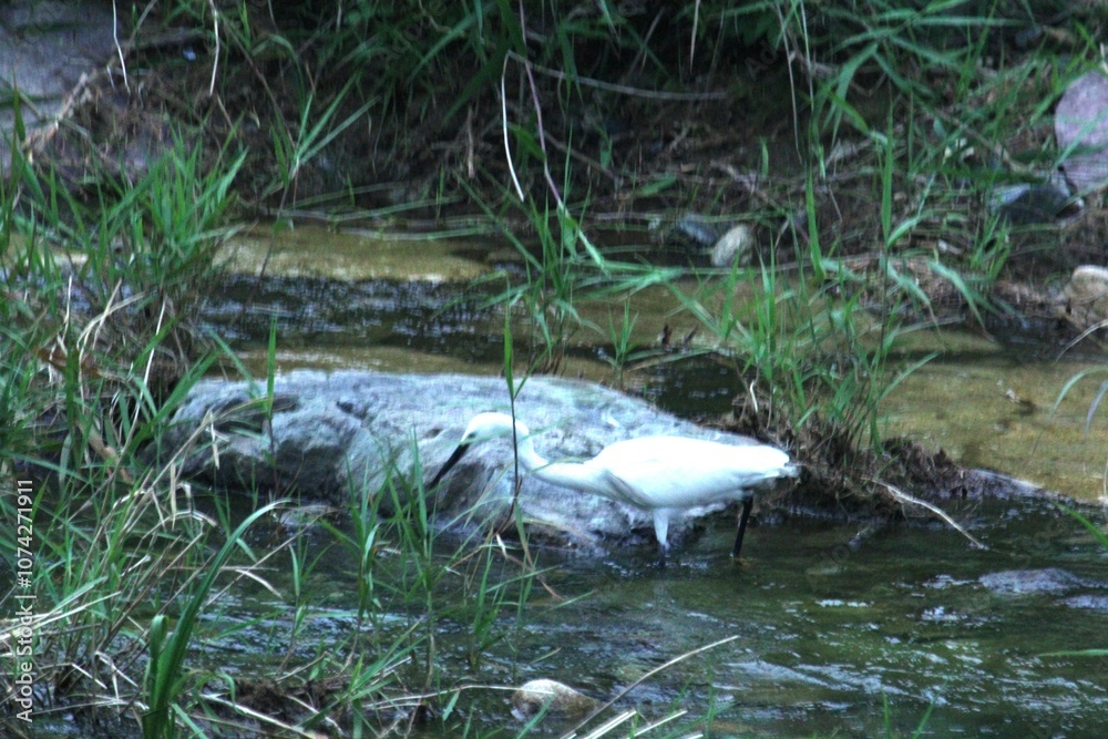 Image of a heron searching for food in the Daecheongcheon River Trail Image of a heron searching for food in the Daecheongcheon River Trail