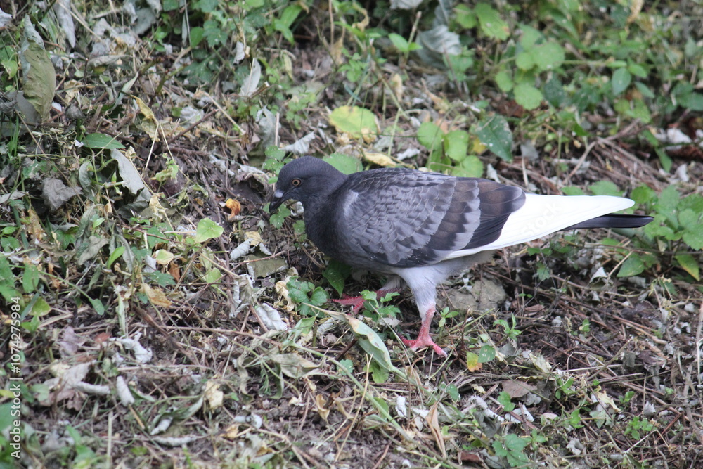 Image of pigeons searching for food on the Daecheongcheon trail Image of pigeons searching for food on the Daecheongcheon trail