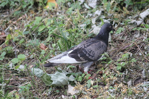 Image of pigeons searching for food on the Daecheongcheon trail