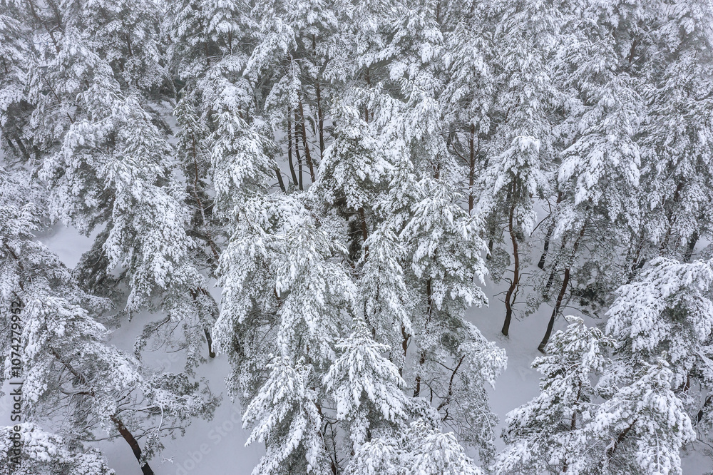 aerial view of beautiful coniferous trees, covered by snow in winter forest.