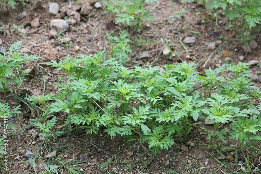 Image of pigweed blooming on the Daecheongcheon trail Image of pigweed blooming on the Daecheongcheon trail
