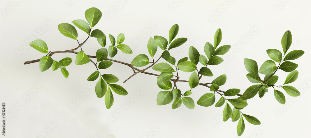 berry branch leaves on white background 4 berry branch leaves on white background 4