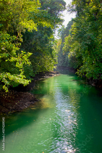 Pristine natural wetlands of Costa Rica, with mangroves, palms and other tropical rainforest plants