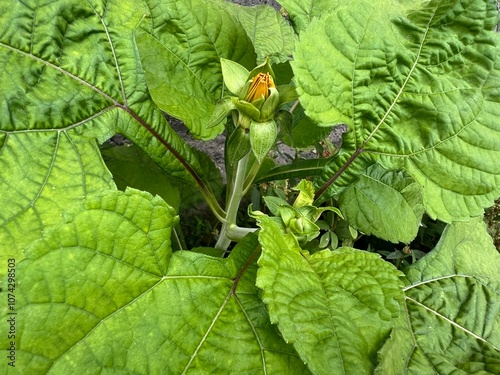 Unique flower in the middle of an agroecosystem in central Colombia