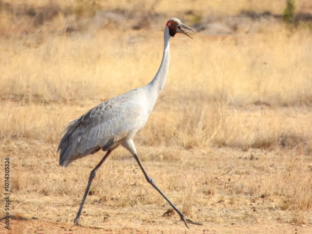Obraz premium Brolga Crane (Grus rubicunda) in Australia