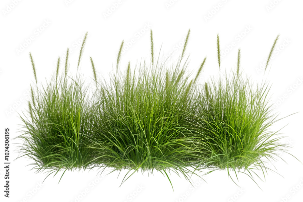 Reed grass isolated on white background Reed grass isolated on white background