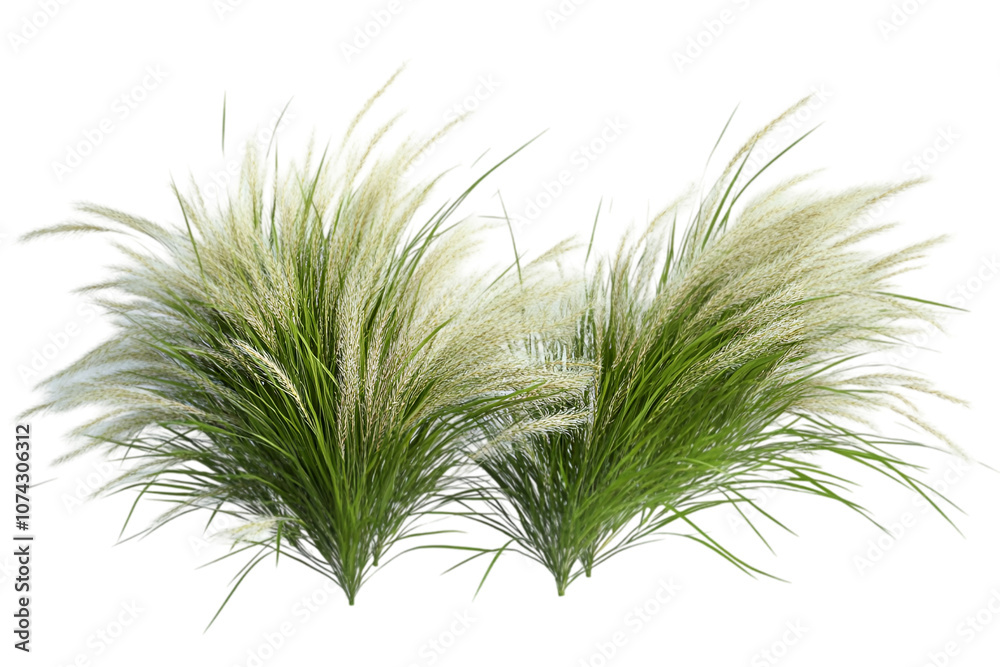 Reed grass isolated on white background
