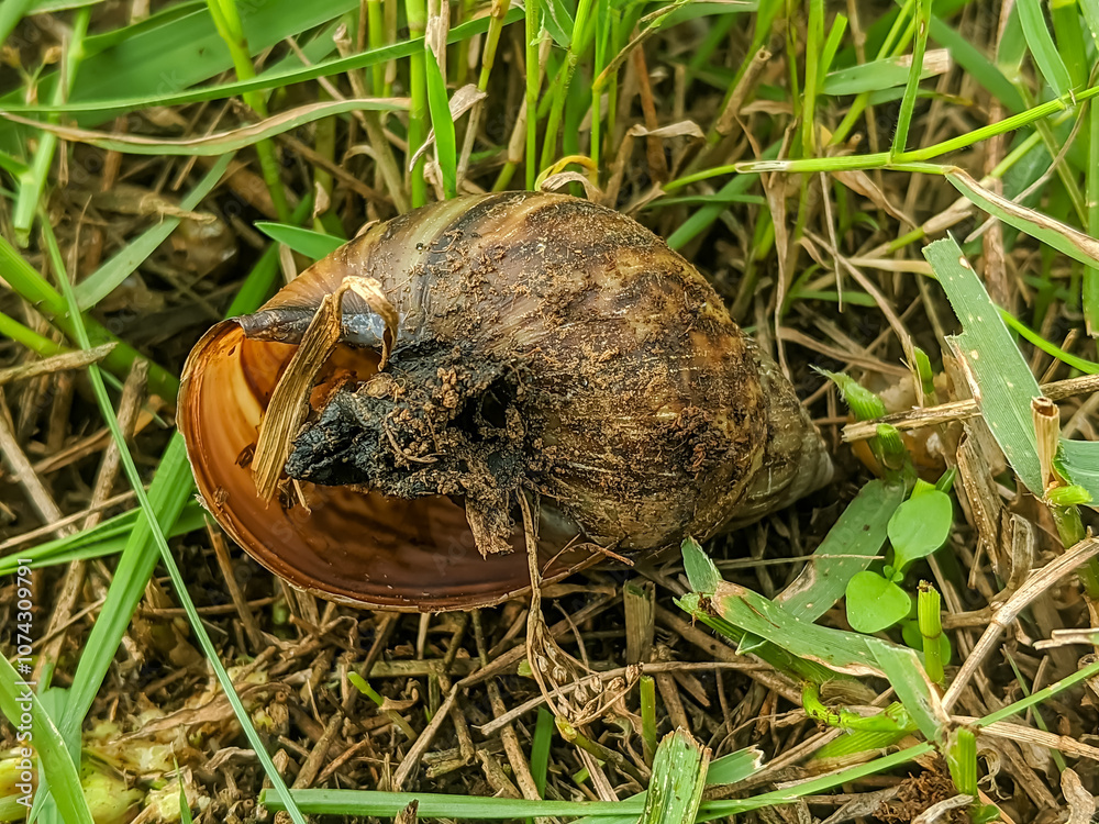Obraz premium This image captures a decaying snail shell surrounded by grass.