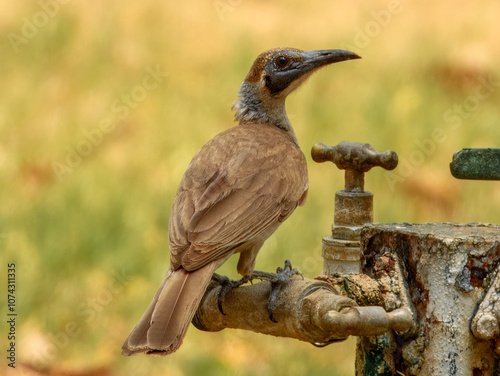 Little Friarbird (Philemon citreogularis) in Australia photo