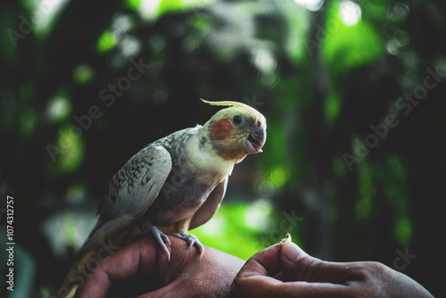 plumage is primarily grey with prominent white flashes on the outer edges of each wing. The face of the male is yellow or white, while the face of the female is primarily grey or light grey and both s photo