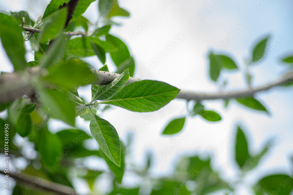Obraz premium Carambola Flowers on Branch Isolated on Nature Background,Close-up of pink cherry blossom tree,Starfruit tree flower of the species Averrhoa carambola with selective focus,Close-up of pink flowers blo