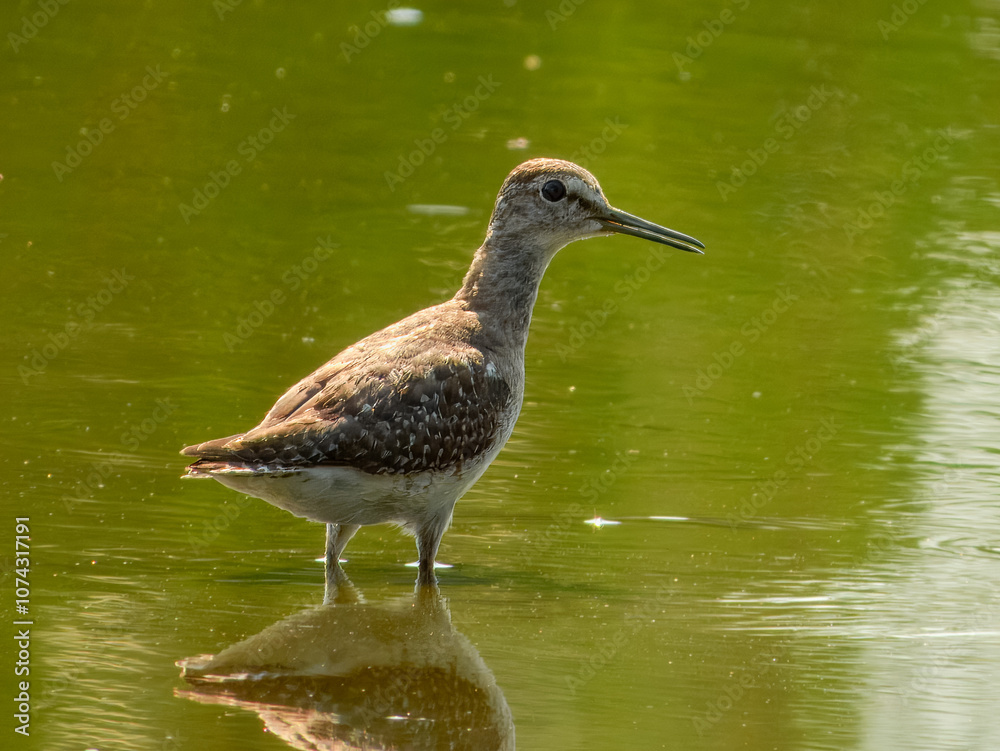 Wood Sandpiper (Tringa glareola) in Australia Wood Sandpiper (Tringa glareola) in Australia