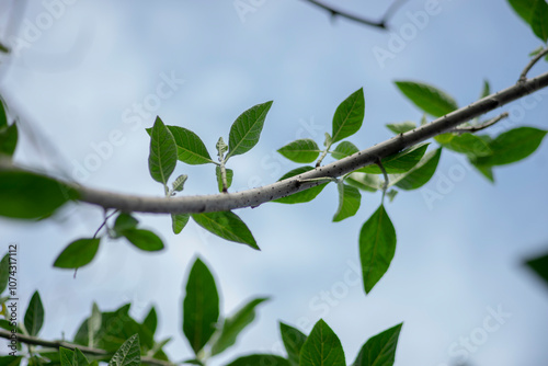 Carambola Flowers on Branch Isolated on Nature Background,Close-up of pink cherry blossom tree,Starfruit tree flower of the species Averrhoa carambola with selective focus,Close-up of pink flowers blo photo