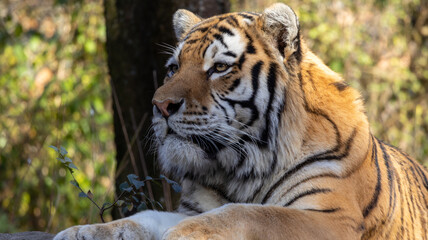 Tableau sur verre  tiger  © zongxi