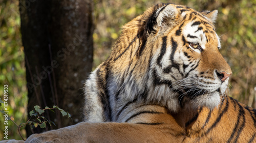 tiger