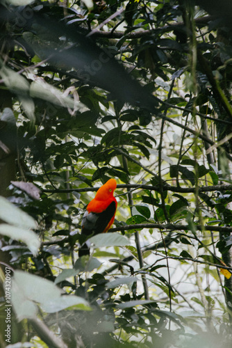 A male Andean cock-of-the-rock, the national bird of Peru, perches on a branch in a lush tropical forest. Its plumage is bright orange and contrasts with the green foliage.