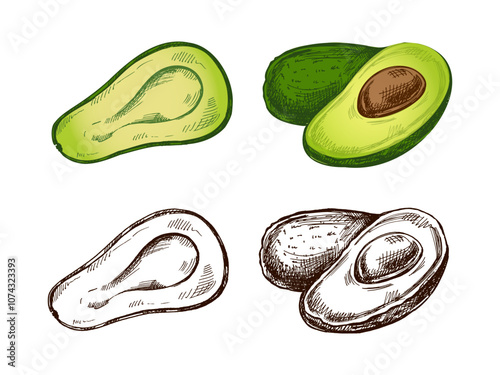 Hand-drawn colored and monochrome avocado sketches set. Vintage drawing of ripe avocados. Vector black ink outline food illustration. Mexican food, cuisine, Latin America. Illustration for the menu.